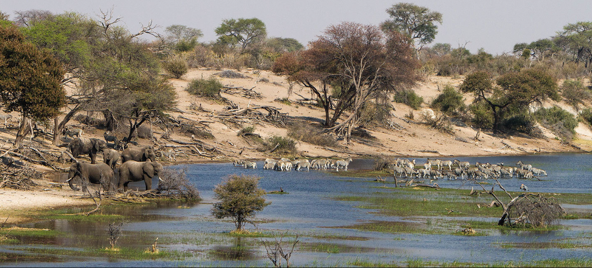 Boteti River, West of Makgadikgadi Pans, Botswana